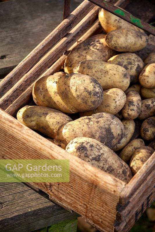 Récolte des pommes de terre de deuxième maincrop dans un trug en bois - Solanum tuberosum - Jersey Royal syn. 'International Kidney '.