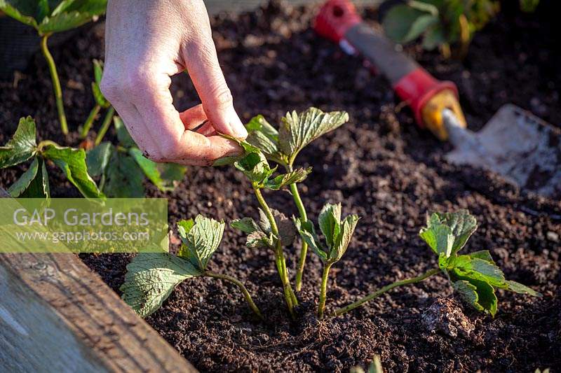 Planter des stolons à racine nue de fraise dans un parterre de fleurs surélevé. Tirant les feuilles pour vérifier qu'elles sont bien plantées.