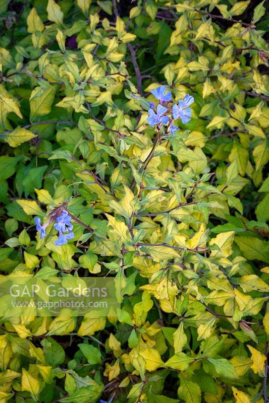 Ceratostigma willmottianum Bague en saphir syn. 'Lissbrill '. Plumbago chinois.