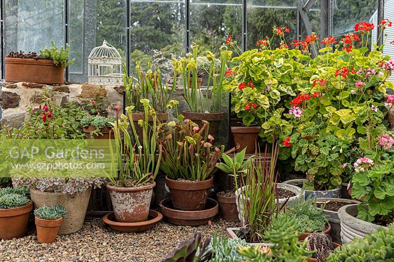 Un groupe de plantes en pot dans une serre sur du gravier, les plantes comprennent: les plantes succulentes, les plantes carnivores et le Pelagonium en fleurs
