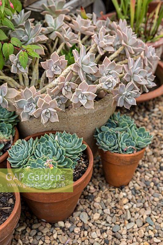 Un groupe de plantes succulentes en pot assis sur du paillis de gravier, Echeveria secunda et Graptopetalum paraguayense - Ghost Plant