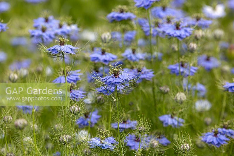 Nigella damascene - Love-in-a-mist - avec feuillage doux et plumeux et fleurs bleues