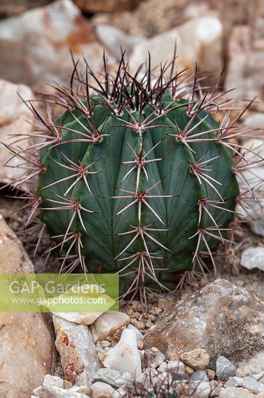 Melocactus azureus - Cactus globuleux avec une coloration bleu givré