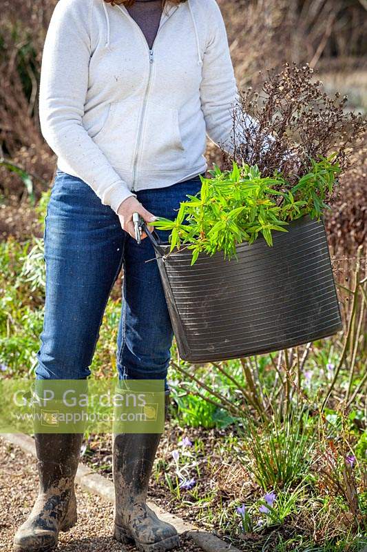 Couper et ranger un parterre de fleurs à la fin de l'hiver ou au début du printemps. Transporter les vieux matériaux dans un bac.