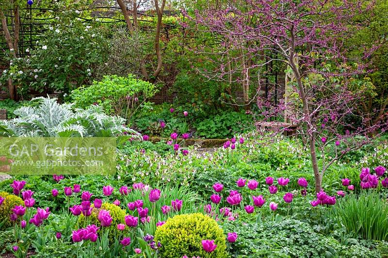 Parterre de printemps avec Cercis siliquastrum - Arbre de Judée, Viburnum, Tulipa 'Passionale' et Cardoon