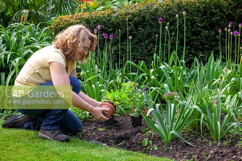 Planter des salvias devant des alliums dans un parterre de fleurs pour masquer leur feuillage mourant.