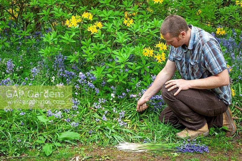 Tuer les jacinthes espagnoles envahissantes avant qu'elles ne sement partout. Hyacinthoides hispanica.