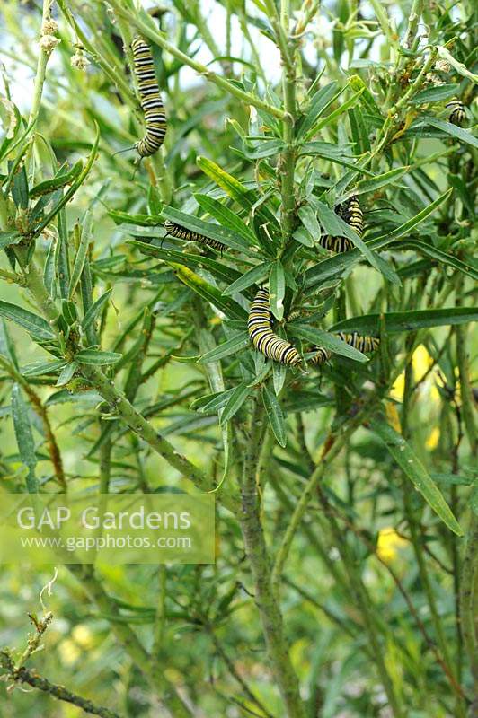 Napier New Zealand Napier roseraies Buisson de cygne planté pour encourager les chenilles du papillon monarque.