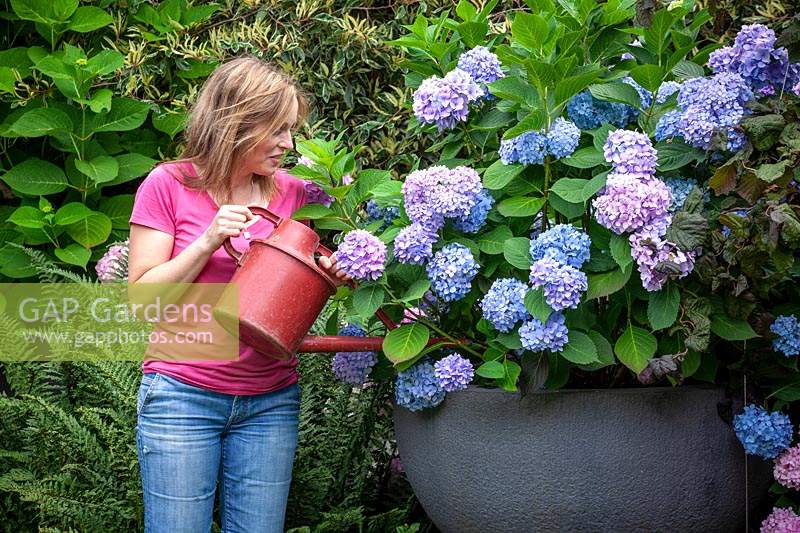 Arroser un grand pot d'Hydrangea macrophylla Endless Summer