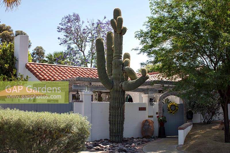 Carnegiea gigantea - Saguaro - cactus dans le jardin à l'avant d'une maison de banlieue