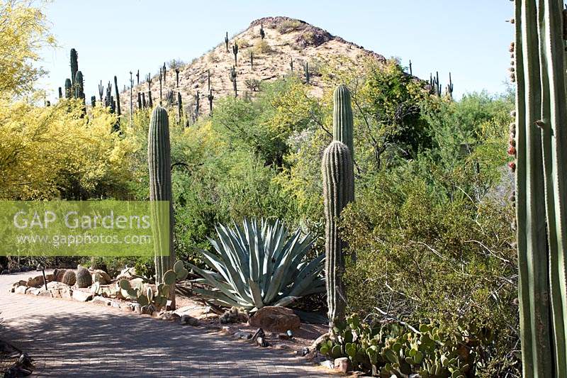 Vue sur la plantation vers la colline, plantes: Carnegiea gigantean - Saguaro, Opuntia - Figue de Barbarie et Agaves