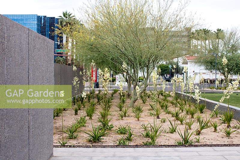 Parterre de fleurs avec Cercidium microphyllum 'Palo verde tree' et Yucca elata 'soaptree yucca' à l'extérieur du Phoenix Art Museum, Arizona.