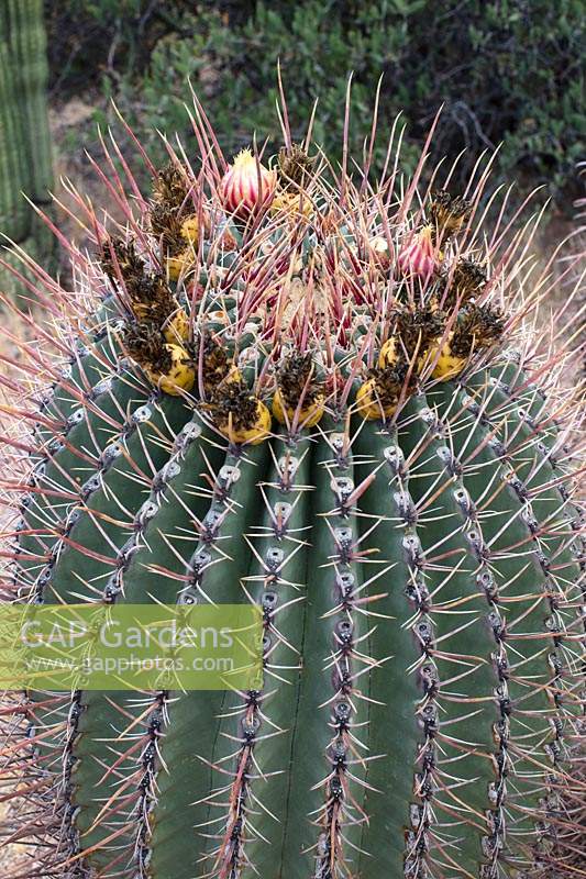 Ferocactus wislizeni 'hameçon ou boussole cactus barrel', désert de Sonora, Arizona, États-Unis.