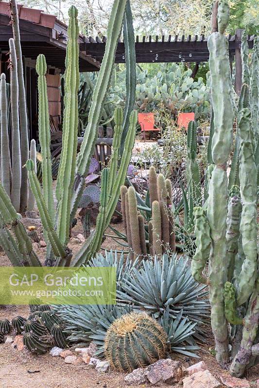 Jardin privé de cactus du désert avec Pachycereus schottii, 'Senita', Pachycereus schottii var monstrose 'totem pole cactus', Opuntia spp. 'Figue de Barbarie' et Agave spp.