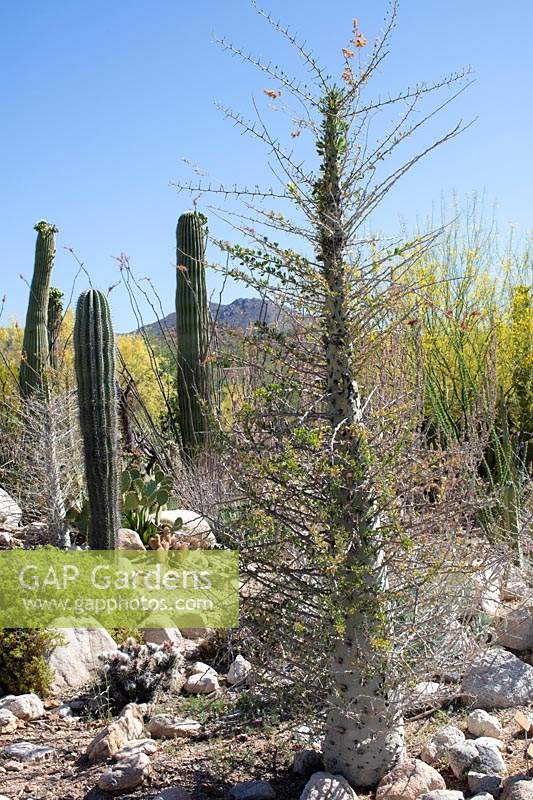 Fouquieria columnaris - Boojum - dans un paysage désertique