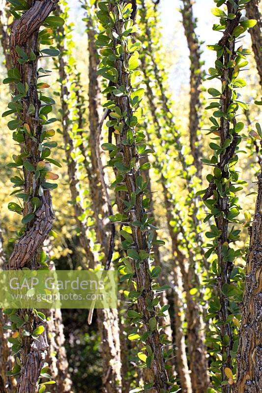 Gros plan de Fouquieria splendens - Ocatillo - montrant des branches épineuses qui sont souvent utilisées dans la fabrication de clôtures