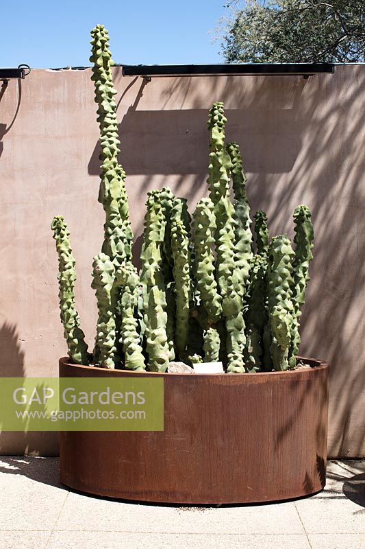 Grand pot rustique planté de Pachycereus schottii monstrosus - Totem Pole Garabullo - sur terrasse par mur
