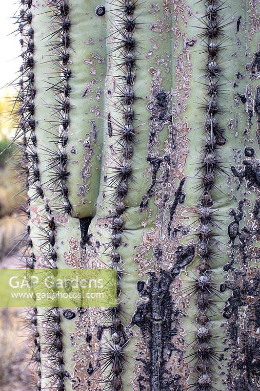 Carnegiea gigantea - Saguaro Cactus - gros plan montrant les épines et les cicatrices