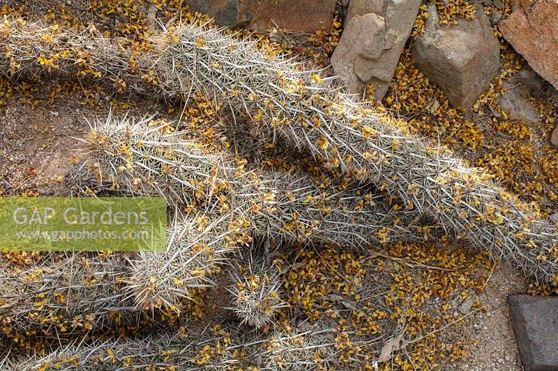 Stenocereus eruca - Diable rampant - les fleurs épuisées de Cercidium microphyllum - Palo Verde Tree - sont réparties sur la surface du cactus