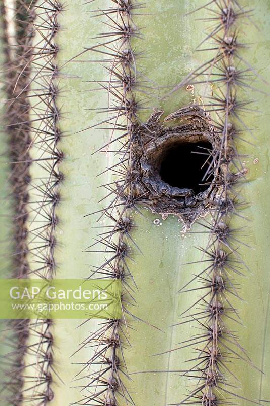 Trou de nidification des oiseaux dans le tronc de Carnegiea gigantea - Cactus Saguaro