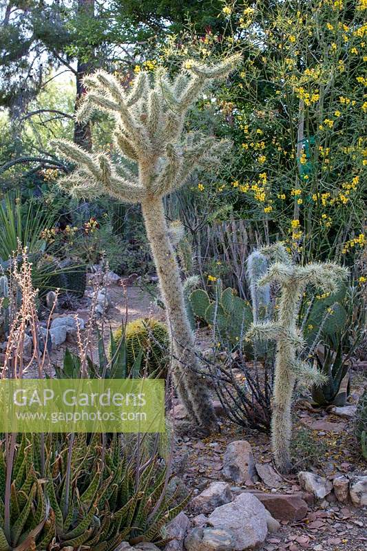 Cactus du désert privé et jardin succulent avec: Ferocactus - Barrel Cactus, Opuntia bigelovia - Teddy Bear Cholla et Echinoceros - Hedgehog Cactus