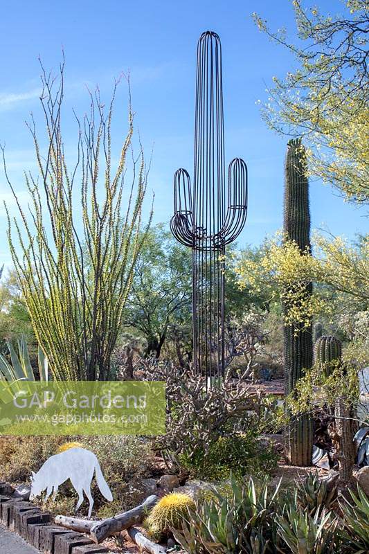 Parterre de fleurs d'agaves et de cactus dans un jardin privé abritant une grande collection de cactus et de plantes succulentes, dont beaucoup sont des plantes de sauvetage de projets d'infrastructure de l'État. Tucson, Arizona, États-Unis.