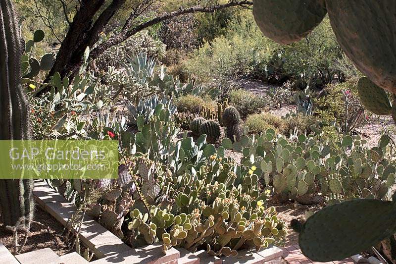 Parterres de fleurs d'agaves et de cactus dans un jardin privé abritant une grande collection de cactus et de plantes succulentes, dont beaucoup sont des plantes de sauvetage de projets d'infrastructure de l'État. Tucson, Arizona, États-Unis.