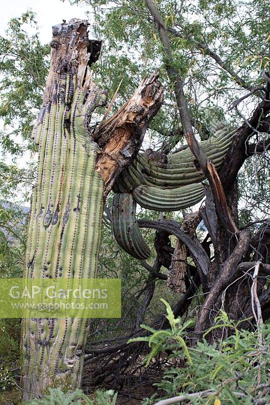 Le poids énorme d'un Carnegiea gigantea tombé 'Saguaro cacatus' a endommagé un Prosopsis spp. Adjacent. 'Arbre mesquite '. Arizona, USA.