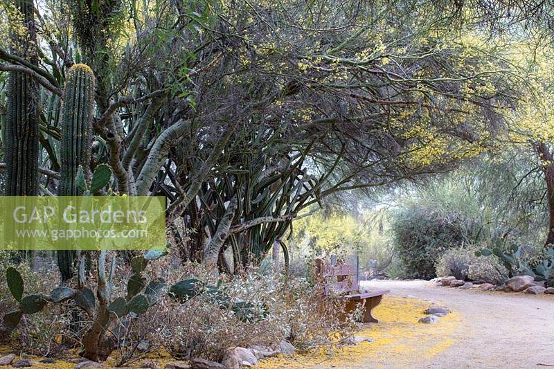 Banc de parc dans un parterre de fleurs contenant Carnegiea gigantea 'Saguaro cactus', Opuntia spp. 'Prickly pear cactus' et Cercidium microphyllum 'Palo verde tree '. Tohono Chul Botanica Gardens, Tucson, Arizona, États-Unis.