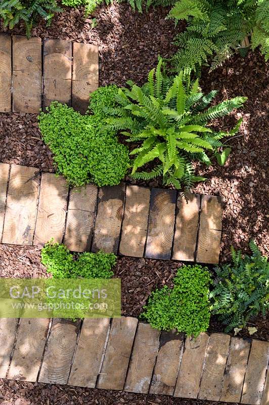 Plantes couvre-sol: Polystichum polyblepharum, Blechnum spicant, Soleirolia soleirolii et Hakonechloa macra 'Aureola' le long du chemin de l'écorce et des rondins tranchés à Believe in Tomorrow Garden - RHS Hampton Court Palace Garden Festival 2019