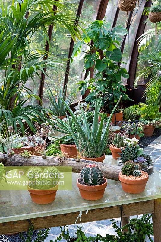 Cactus et plantes succulentes en pots en serre.