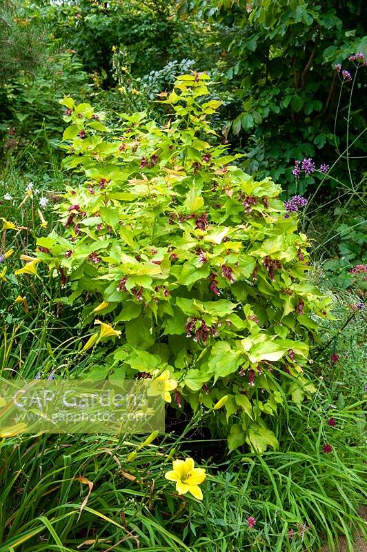 Leycesteria formosa 'Lanterne dorée '.