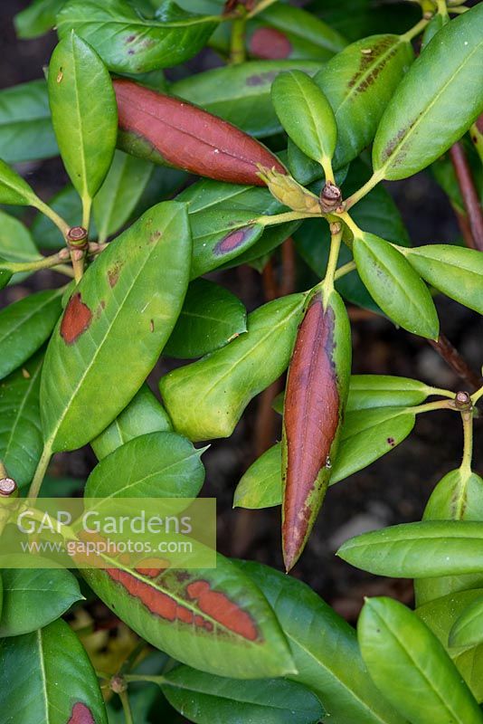 Symptômes de brûlures hivernales sur les feuilles de Rhododendon dues au stress hydrique