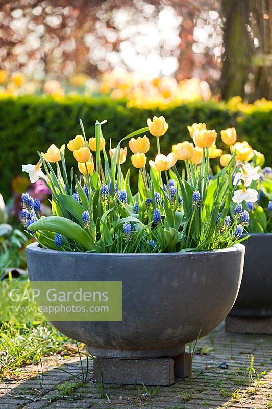 Pot de printemps avec Tulipa jaune et Muscati.