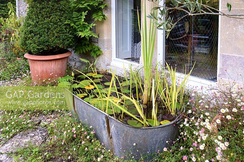 Bain galavanisé utilisé comme un mini étang avec des nénuphars et des iris, entouré de marguerites murales auto-ensemencées, Erigeron karvinskianus à l'ancien presbytère, Weare, Somerset, Royaume-Uni.