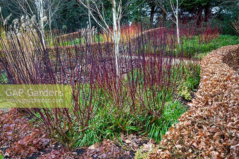 Cornus alba 'Kesselringii' avec bouleau et Luzula sylvatica dans le jardin d'hiver à Littlethorpe Manor, Yorkshire, UK. Conçu par Eddie Harland.