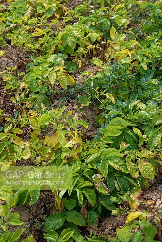Alternaria solani - Brûlure affectant les feuilles de pomme de terre