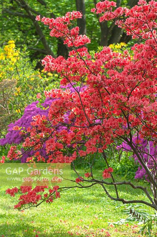 Rhododendron kaempferi 'Planchon'