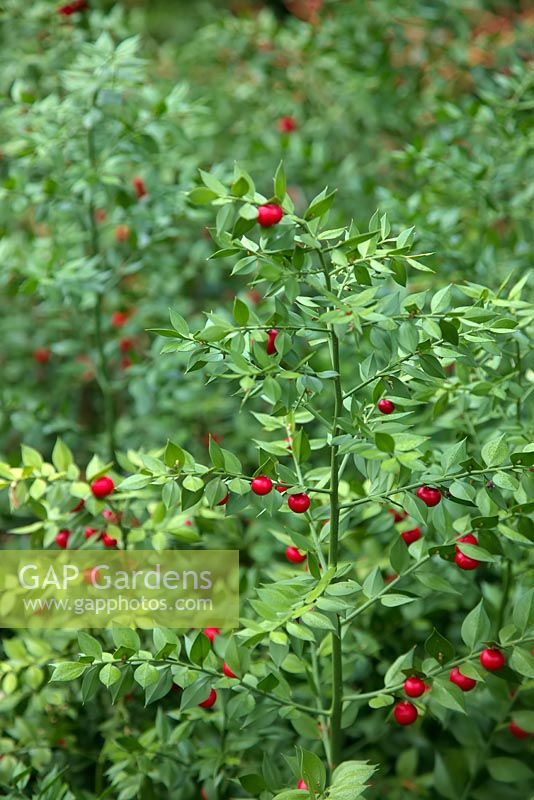 Ruscus aculeatus hermaphrodite