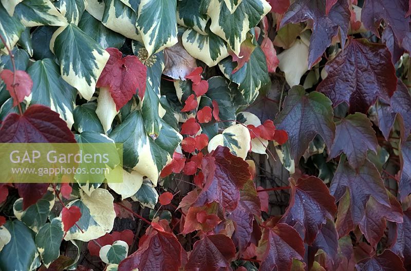 Parthenocissus tricuspidata lierre de Boston et Hedera algeriensis 'Gloire de Marengo' en octobre