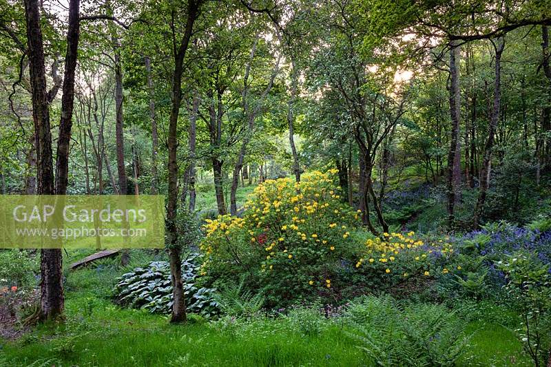 Rhododendrons, fougères, Rodgersia et jacinthes en bois de Tarn Ghyll à Parcevall Hall Gardens, Yorkshire, UK.