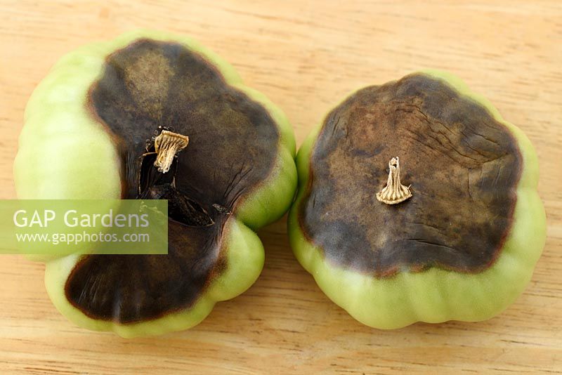 Solanum lycopersicum 'Black Russian' Tomate Fruit vert à pourriture apicale Syn. Lycopersicon esculentum