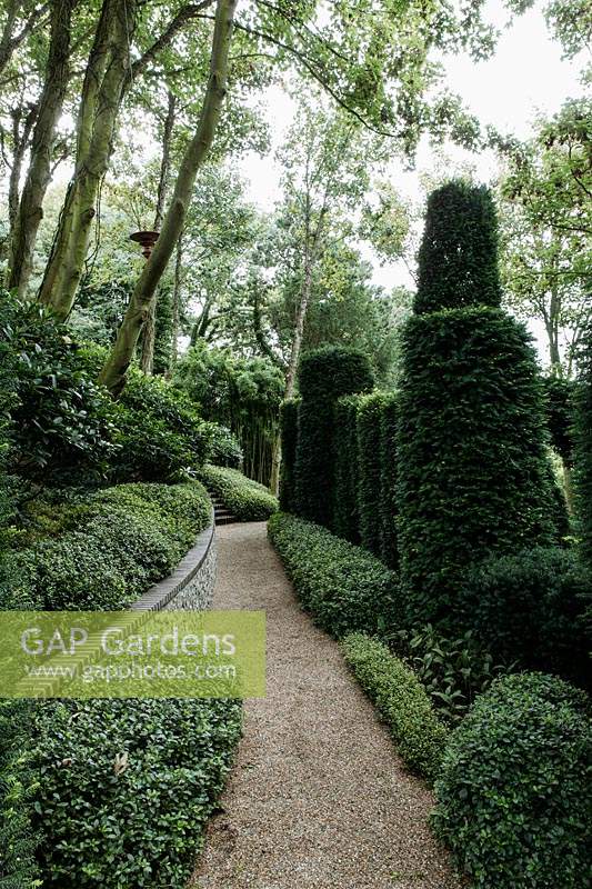 Chemin de gravier avec Taxus baccata et muehlenbeckia complexa. Les Jardins d Etretat, Normandie, France