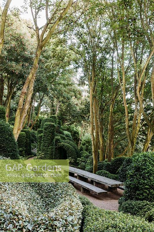 Jardin d ' Aval avec table et bancs du sculpteur allemand Thomas Rösler entouré de Muehlenbeckia complexa et Ilex aquifolium. Jardins d Etretat, Normandie, France