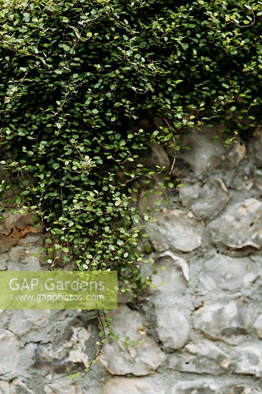 Muehlenbeckia complexa suspendu à un mur de pierre dans Les Jardins d Etretat, Normandie, France