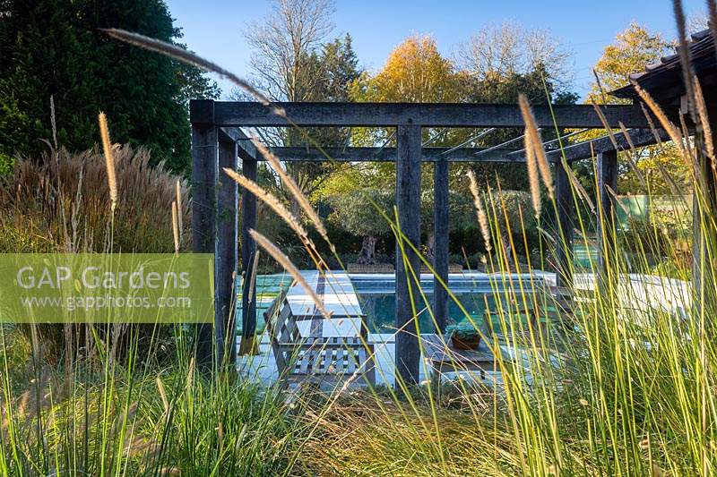 Vue à travers les herbes et la pergola jusqu'à la piscine et les anciens oliviers au-delà dans le grand jardin surrey conçu par Amanda Patton.