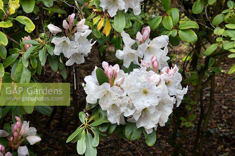 Rhododendron 'Decorum '.