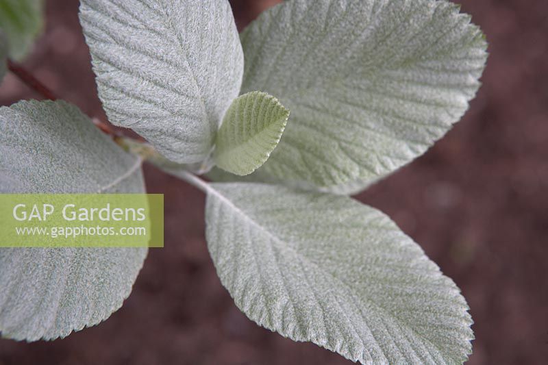 Nouvelle croissance sur Sorbus aria Lutescens 'Whitebeam'