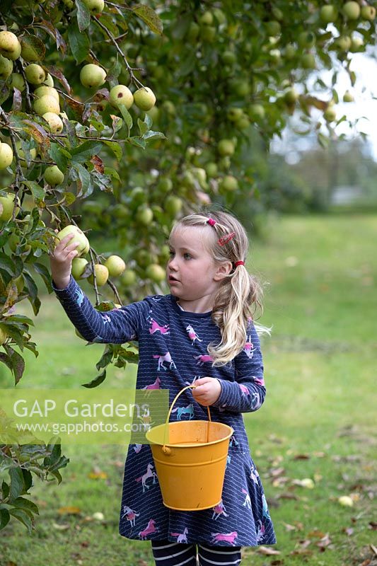 Annie Loader - cueillette de pommes, fin septembre