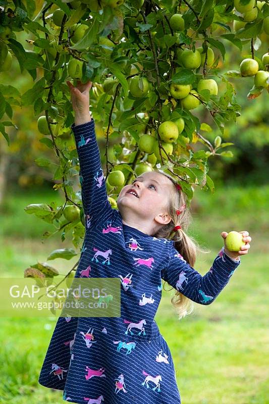 Annie Loader - cueillette de pommes, fin septembre